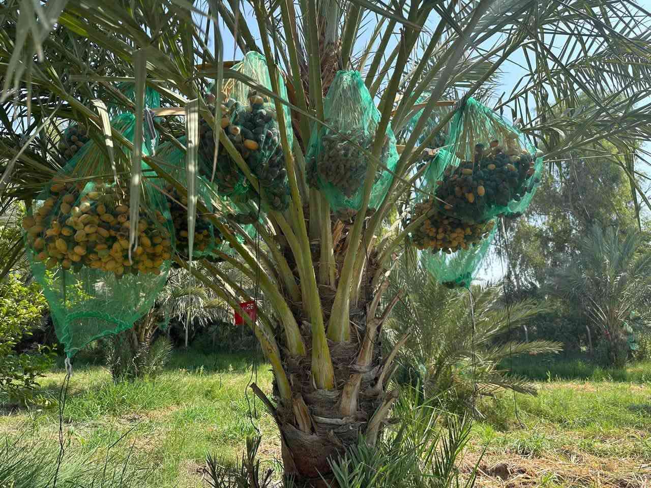 ارض زراعيه في قضاء الرفاعي اقل من  ٣ دونم
الجزء المطل على نهر الغراف مباشرة بعرض ٥٠ متر 
تحتوي على اكثر من ٦٠ نخله 
حوالي ٥٠ منها نوع مجهول مثمر بعمر حوالي ١٠ سنوات وحوالي ١٠٠٠ فسيلة مجهول منها ٢٠٠ مجذره بالام 
تسقى عبر منظومة ري بالتنقيط بالاضافه إلى أشجار تين وتفاح ورمان ونبك ونومي حامض
للبيع مع الفسائل او بدونها

للاستفسار الاتصال على الرقم 
***********

نص مكتوب في الصور:
- 28 50 134 44 45
- من أرضنا ... إلى مستقبلك
- فسائل نخيل المجهول
- فرصة كبيرة جداً
- من الأمهات المنتخبة
- لا تفوّت الفرصة ... ازرع مستقبلك الآن
- جودة .. أصالة .. إنتاجية عالية
- اشتري أكثر بسعر أقل
- عدد الفسائل | سعر الفسيلة الواحدة (دينار عراقي) | المبلغ الإجمالي (دينار عراقي)
- 10 | 125,000 | 1,250,000
- 20 | 120,000 | 2,400,000
- 50 | 115,000 | 5,750,000
- 100 | 110,000 | 11,000,000
- 200 | 105,000 | 21,000,000
- 500 | 100,000 | 50,000,000
- إرشاد زراعي مجاني
- مناسبة للمزارع والمشاريع الاستثمارية
- إنتاجية عالية وجودة مضمونة
- للاستفسار والطلبات
- +964 783 106 4317
- ذي قار - قضاء الرفاعي
- كميات كبيرة متوفرة | أسعار مناسبة | مزارعنا في خدمتكم
- نخيل اليوم ثروة للمستقبل