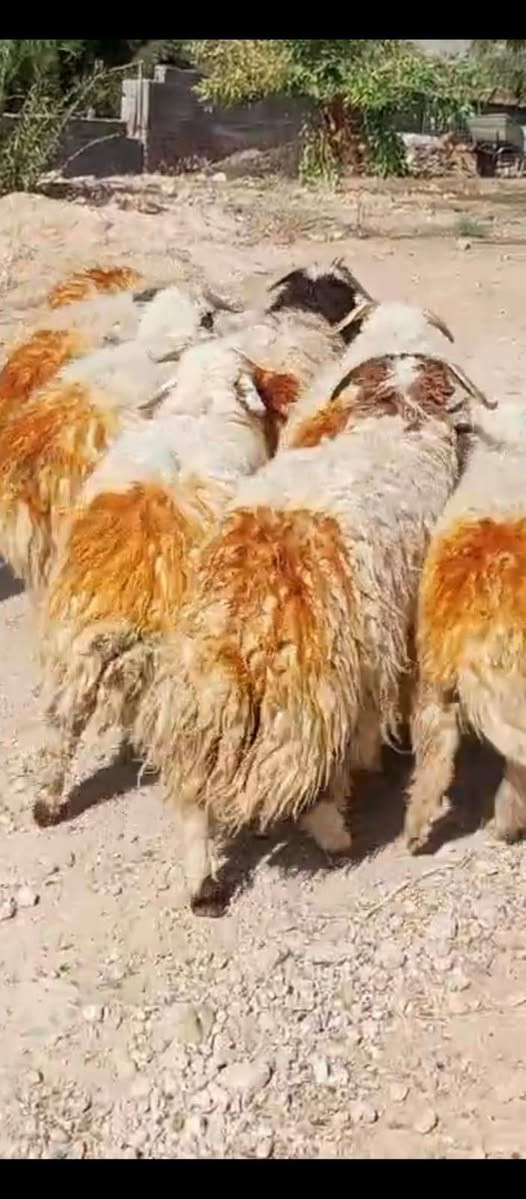 السلام عليكم متاح ٩ طليان مالات كصابه قافلات لحم سعر الزوج ٨٥٠ العنوان حديثه حقلانيه يوجد توصيل حسب الاتفاق للاستفسار الاتصال على الرقم ***********
