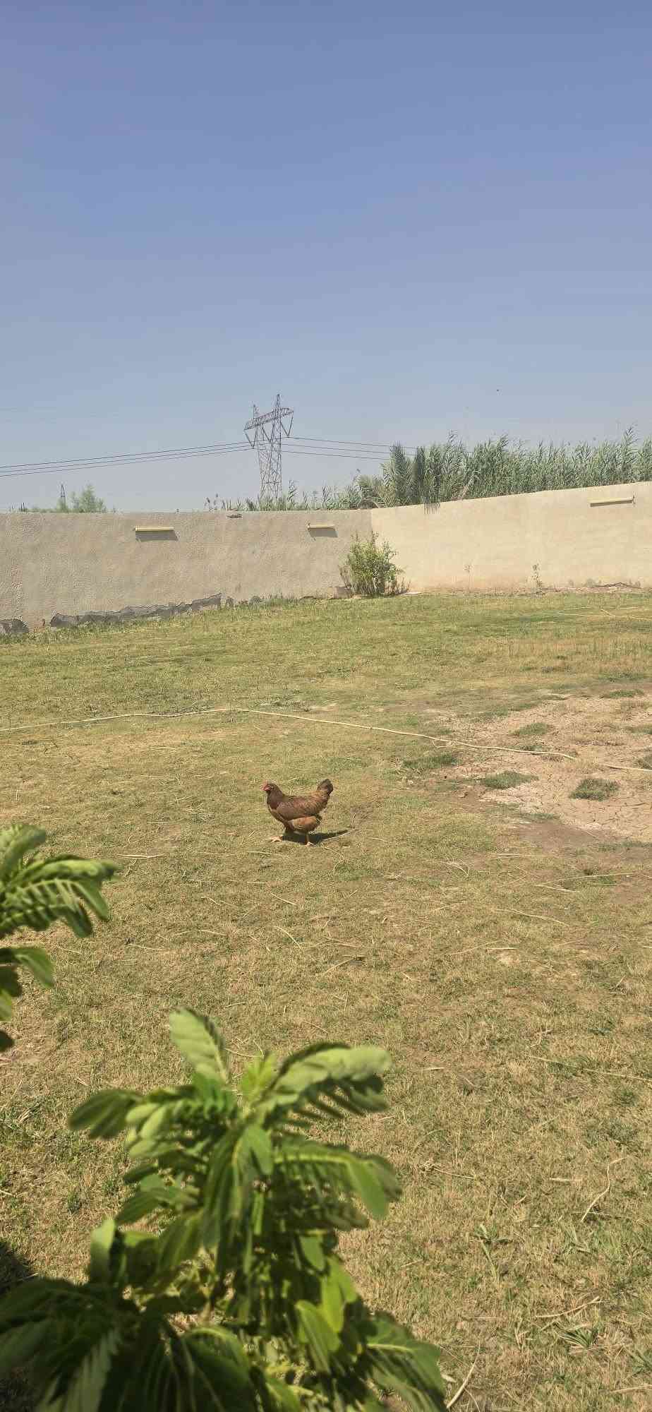 منطقه الاصلاح • ٩٨٨م • دونمين ٤٠٠م