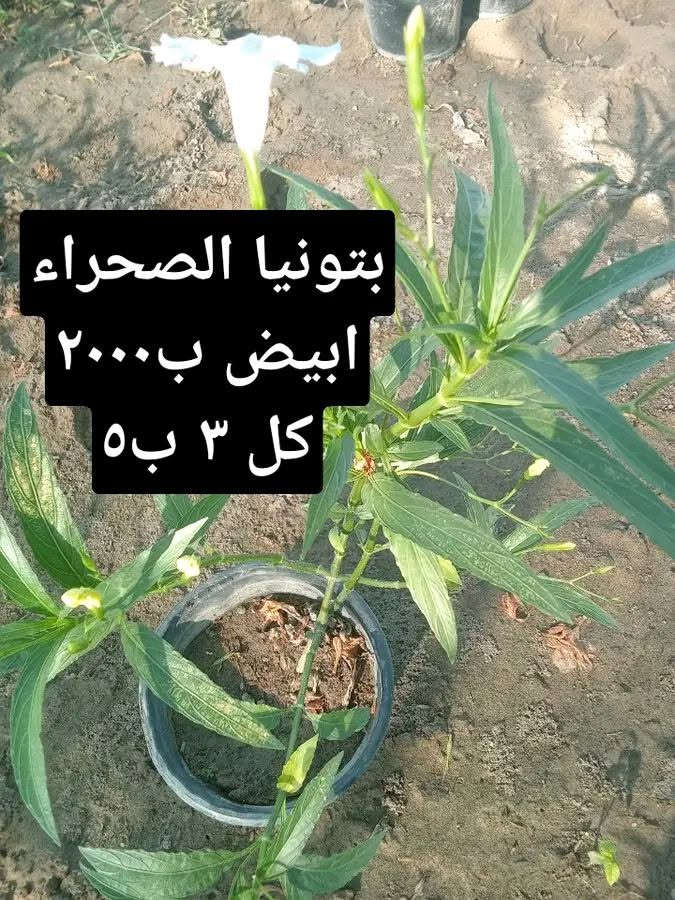 التوصيل داخل بغداد فقط 
للطلب *********** واتساب

نص مكتوب في الصور:
- بتونيا الصحراء ب ٢٠٠٠ كل ٣ ب ٥
- زنبقه المطر ب٢٠٠٠ كل ٣ ب٥
- متسلق اللبلاب الاسود ب٢٥٠٠
- بتونيا الصحراء ابيض ب ٢٠٠٠ كل ٣ ب ٥
- بتونيا قزمي وردي ب ٢٠٠٠ كل ٣ ب ٥