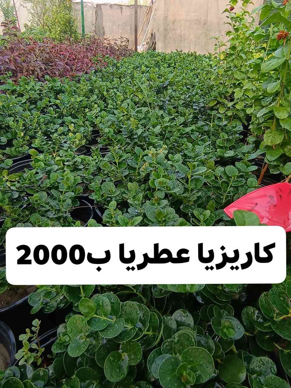 السلام عليكم    
صور  جزء من النباتات المتوفره في مشتلنا
الاسم والسعر داخل الصور
العنوان  الديوانية  قضاء الدغارة  الحي العسكري
الاتصال ***********  // ***********

نص مكتوب في الصور:
- عين البزون ب 1000
- 1000 ب جعفري
- لمينا ب 2000
- دورنتا ليموني ب2500
- كاريزيا عطريا ب2000