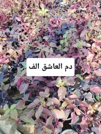 مشتل نعناعه • نباتات زينة • زهور متنوعة