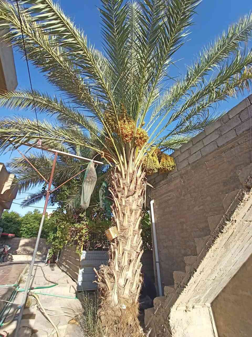 تكريب نخل قلع فسايل تجيس عناكيد التمر
اتصل ***********
