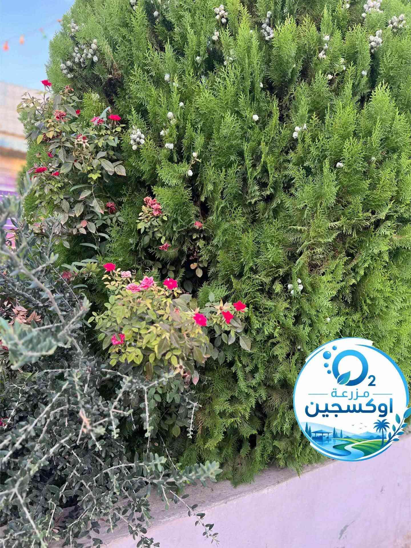 مزرعة للإيجار • ساقزلي • مسبح
