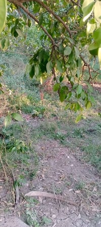البعيثة عرب جبور • بستان دونمين • سند ٢٥