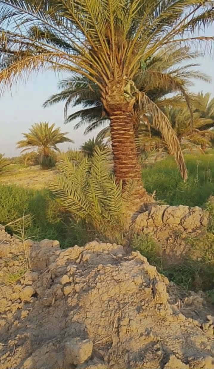 للبيع ١٧ دونم
ارض اصلاح زراعي سند 35 للبيع 
مساحتها 17 دونم 
الخدمات 
ماء اساله 
مياه سقي 
كهرباء متوفر 
تبعد عن شارع العام 500 متر وهاي سبيس وكتاب تبليط ماشي على هاي سنه تحتوي على نخيل عدد 500 نخله متنوع
والسعر جدا مناسب
العنوان ورديه قرب سيطره الورديه
للاستفسار ***********
