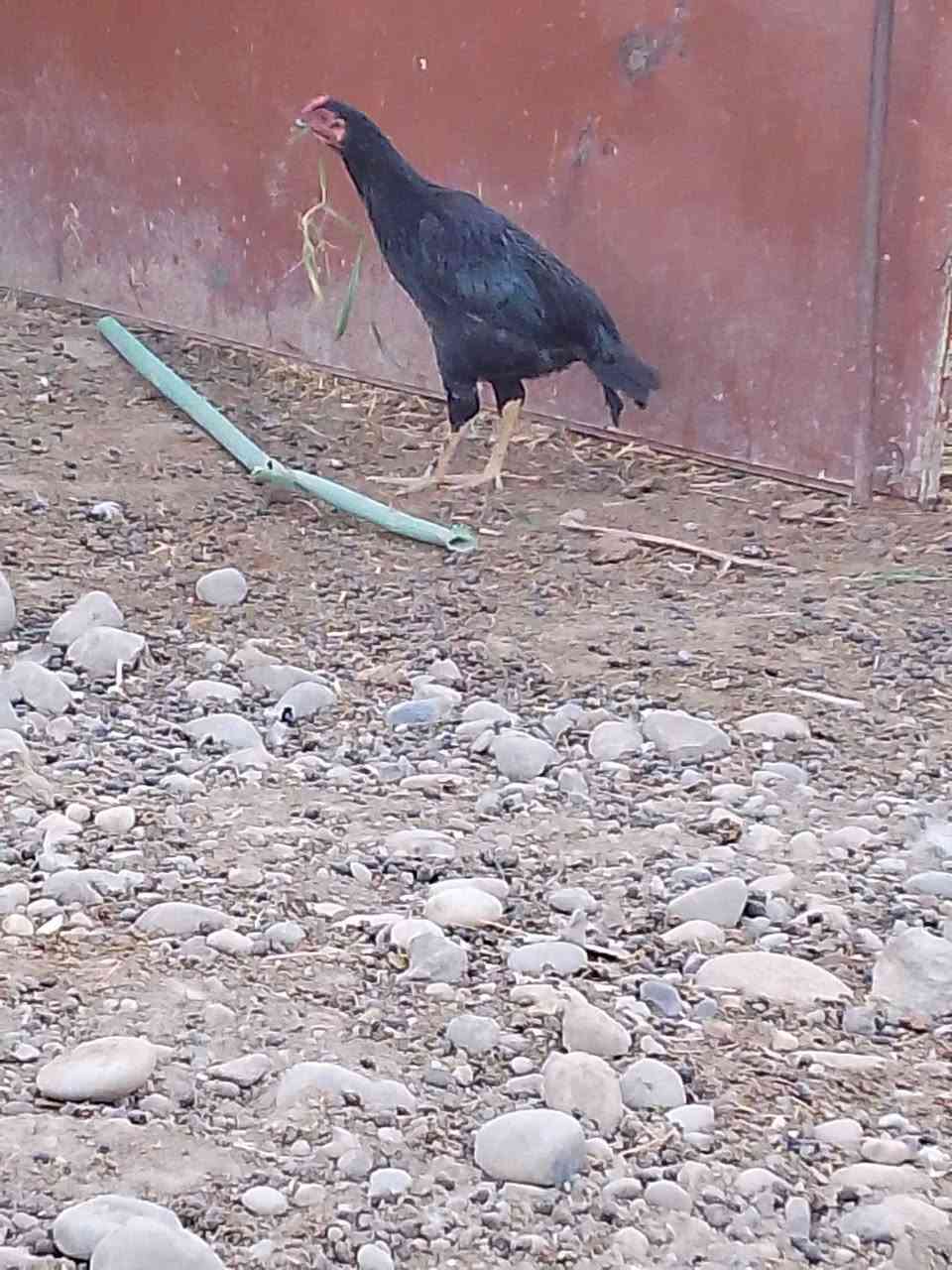 واحد مال العام • ٢ مال السنه