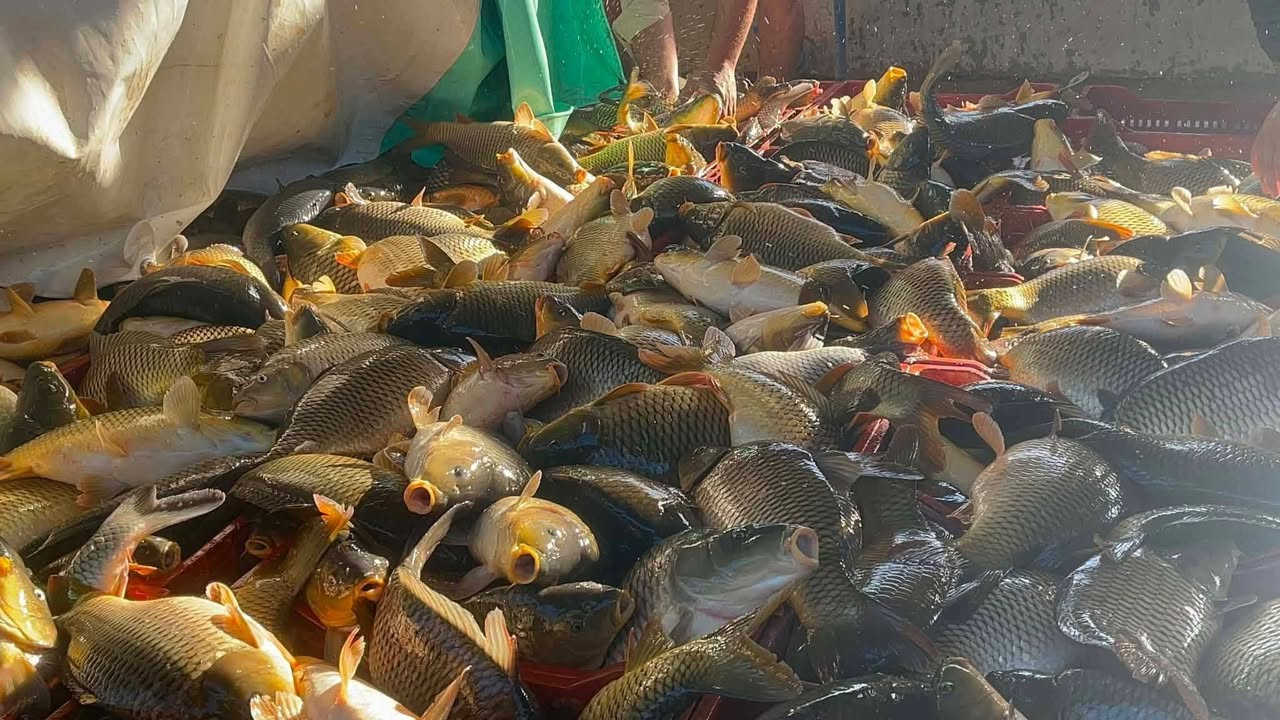 السلام عليكم مشويات ريحانه العنوان شارع الكيات مقايبل السلطان
دجاج ذبح عراقي ب10 
سمك شوي عل حطب تجيك هيج شكل
 يوجد توصيل ***********

نص مكتوب في الصور:
- مشويات ريحانه لشوي الاسماك والدجاج الشوي يوجد تمن أحمر وثرب شوي يوجد توصيل لكافة أنحاء النجف كرار ستار ***********
- مشويات ريحانة سماك شوي - دجاج شوي على التمن - ثرب شوي حي ميسان - شارع الكيات - مجاور صيدلية الفتح تمن احمر (يوجد خدمة توصيل) كرار ستار ***********
