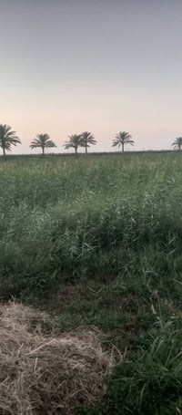 ٤ دوانم • ابراهيم ابن علي • سند ٢٥