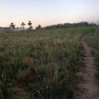٧٠٠م • طابو زراعي • قرب جامعه تكريت