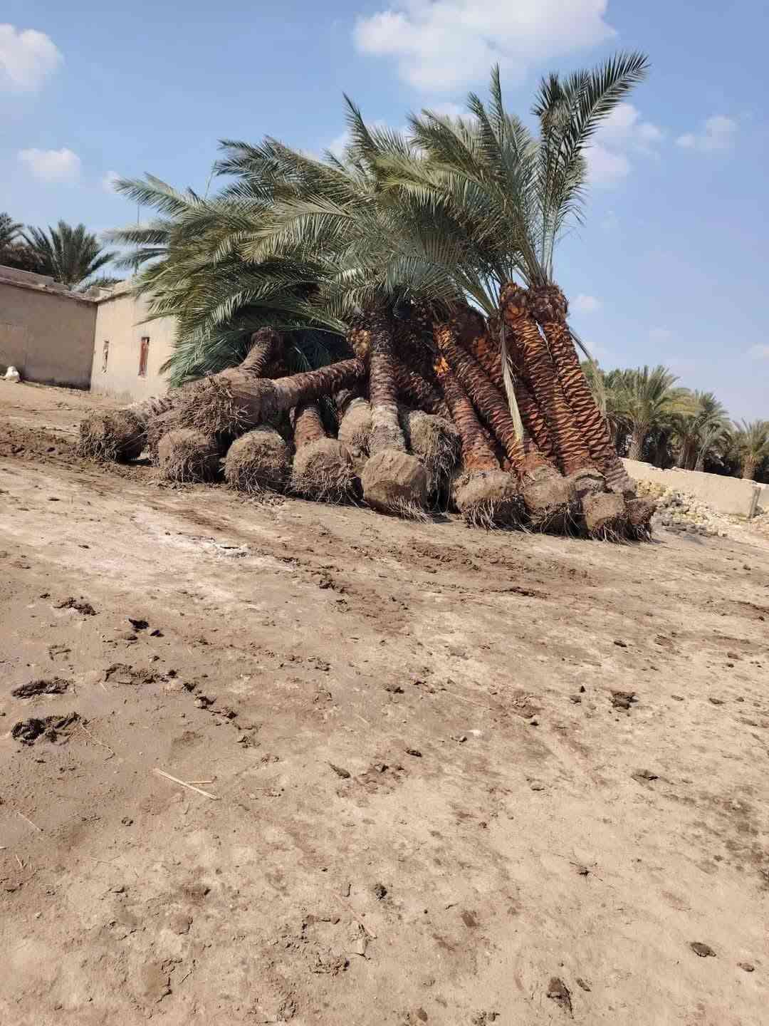 ((***********))
موسم خير وبركة عليكم وعلى امة محمد ( ص ) 
تتوفر لدينا الفسائل بكافة انواعها وصنوفها 
✅ برحــــي✅ خستـــاوي ✅ بريــــــم ✅ عمــران 
✅ تبــــرزل✅ مكــــــتوم  ✅ جمــالـي✅ اشرصي
✅ بربــــــن✅ حــمـراوي  ✅ شـــــكر  ✅شوثي اصفر

كل انواع الفسائل  امانة الله ورسولة خاص بالمزارع مالتنه 
متوفرة كافة الاحجام وحسب الطلب والنوع امهــات ذكـــــــور  
كذلك يوجد لدينا توصيل لكافة محافظات العراق مع ضمان 
الزراعة والادامة والتلقيح والاستشارة 
ضمان الثمرة وتلقيحها 100% وتوجد ادامة كاملة للفسيلة لمدة سنوات 
✅  مستعدين للتجهيز دوائر الدولة كافة 
✅ المشاتل وكافة المزارع الخاصة والعامة 
✅ البيع بالجملة والمفرد مع ضمان النقل والزراعة
للحجز والطلب والاستفسار مراسلة الصفحة او الاتصال على
