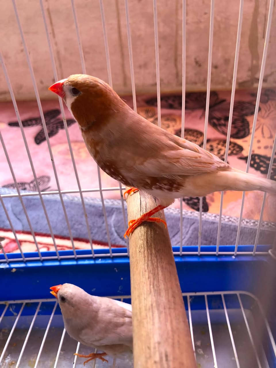 متاح اغراض مكان بغداد الدوره ***********
