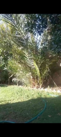 عندي هاي نخله بيه كومه فسائل وحرامات اذبهن يلي يريد يجيب هيم ويأخذ منه...