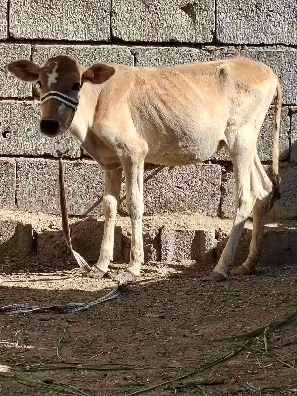 السلام عليكم
للبيع حوليه جنس هولنديه اصليه عمرها ٤ أشهر ترهم ربط وجنيه وشرط النصاحه السعر 780 وبيها مجال قليل الاستفسار الاتصال على الرقم *********** // *********** موجود توصيل حسب الاتفاق
