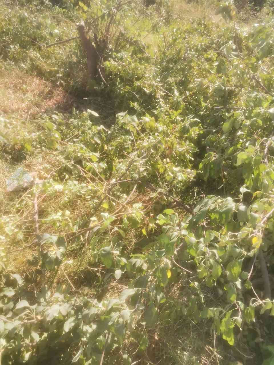 السلام عليكم حطب ناعم ابلاش بيه اکثر من 20 حمل الي يريد يجي يحمل وياخذ ابلاش
***********
