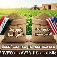 بذور جت • عراقي أصيل • أمريكي