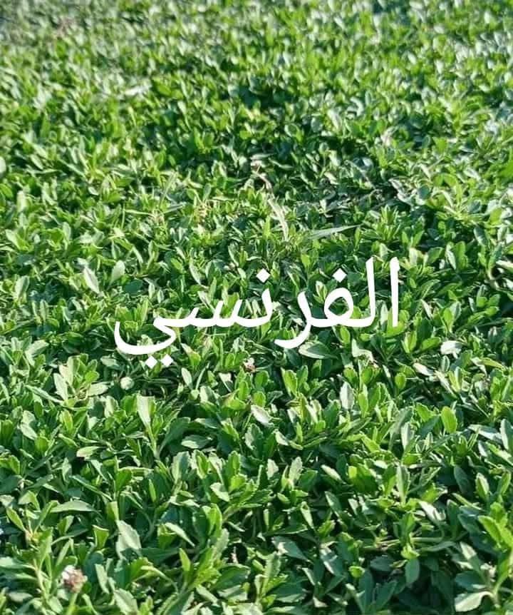 الثيل الاول في ديالى تجهيز جميع المدن جوده عاليه ودائم الخضار للاستفسار ***********//***********

