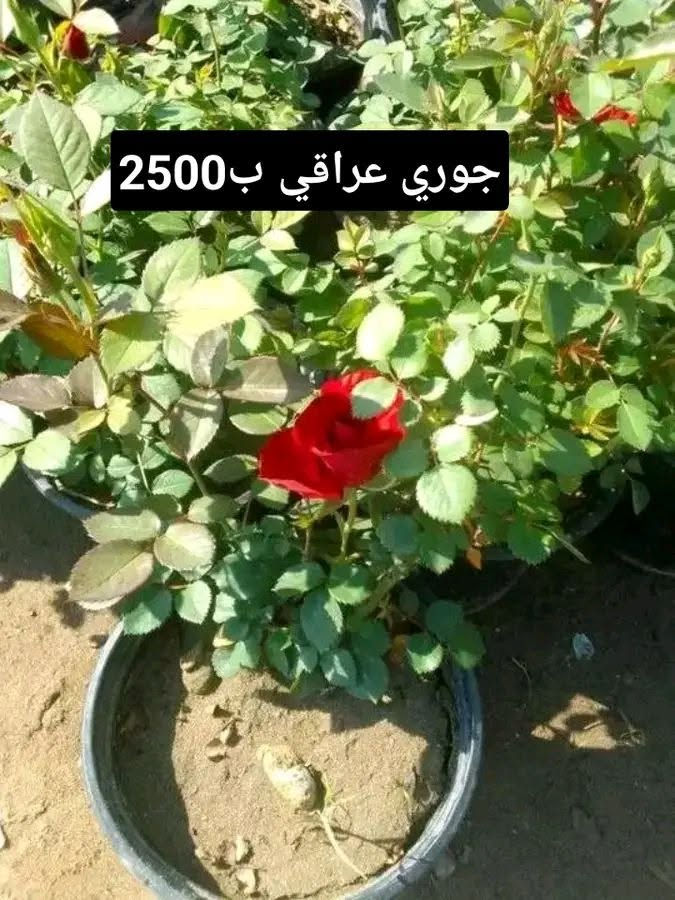 جوري عراقي • ياس عراقي • توصيل بغداد