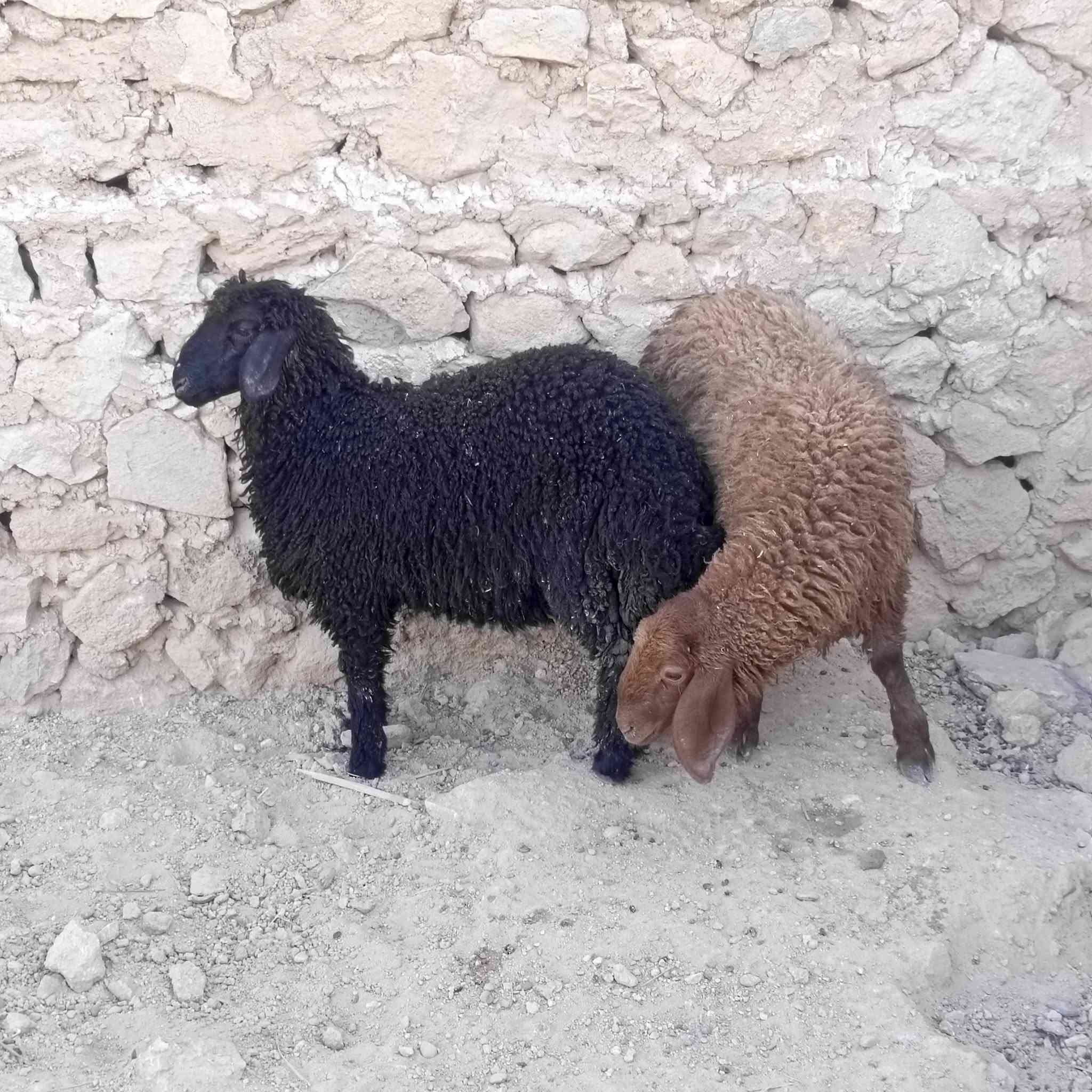 زوج فطايم • ١٨ كيلو • نضيف