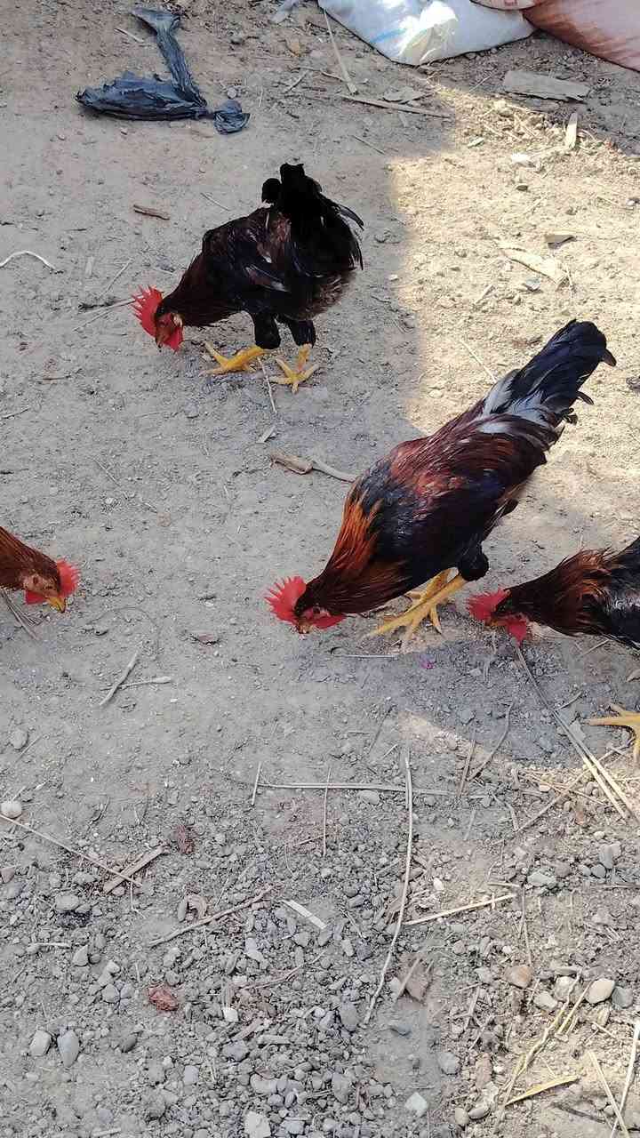 ديوجة كويتي شمسي • ٧ حبات • قضاء الفهود