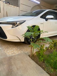كورلا • ٢٠٢٤ • رقم اربيل