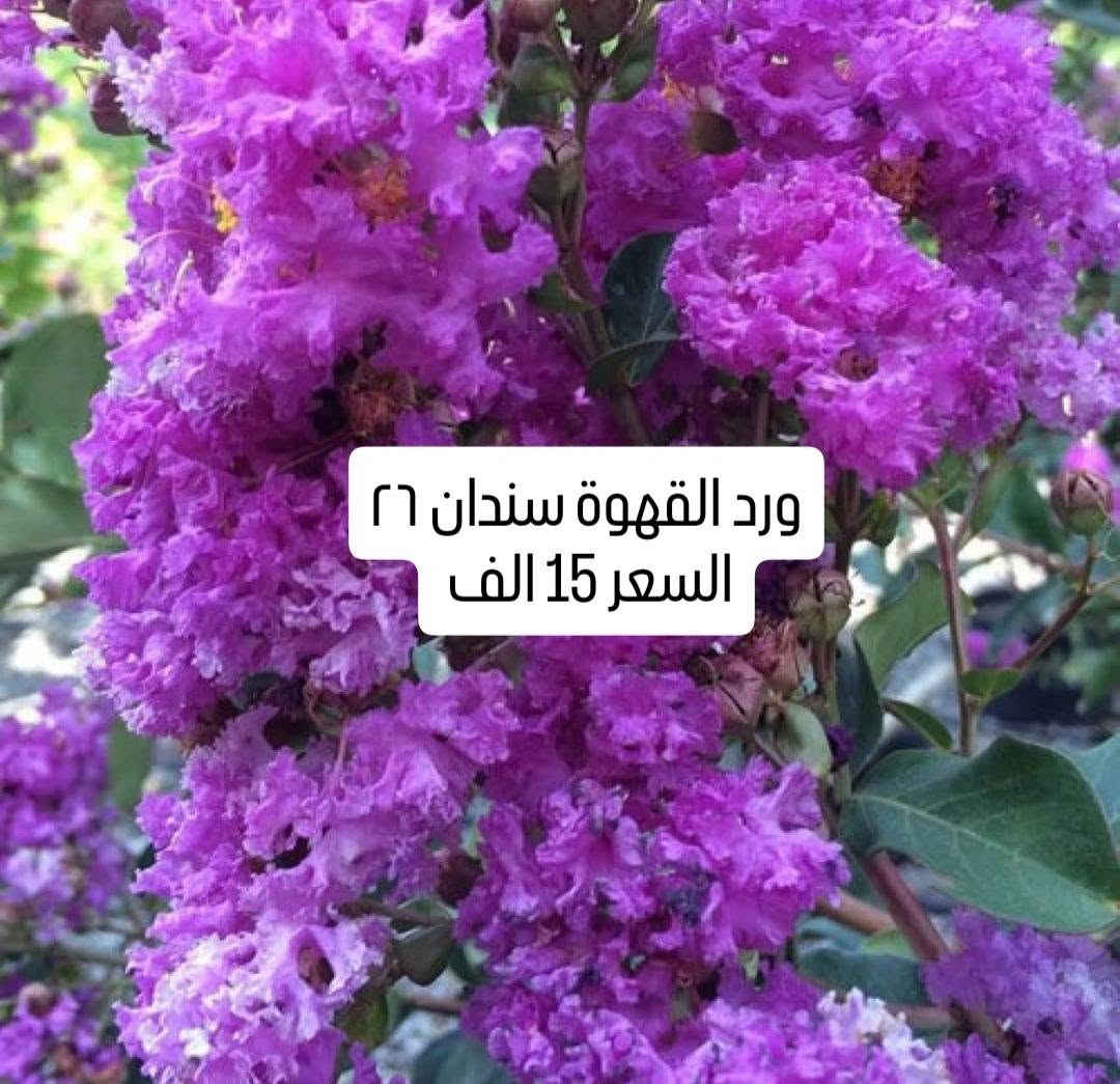 حله شارع 80 • نباتات • ورد القهوة