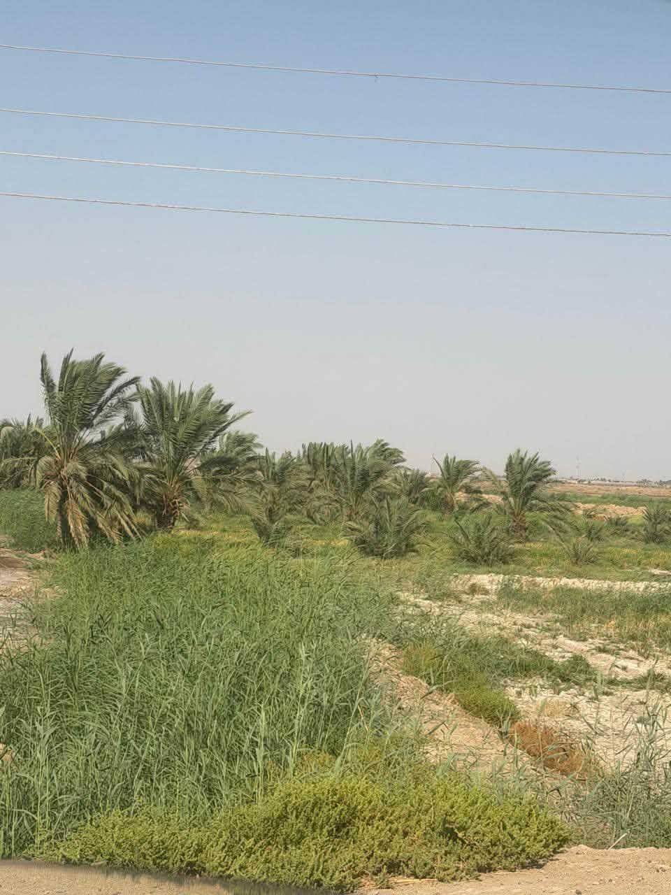 دوانم للبيع عقد 17 نخل وشاطيه بيهن
الموقع المزبانيه قرب بستان مزهر البهادلي 
للاستفسار الاتصال ‭***********‬
