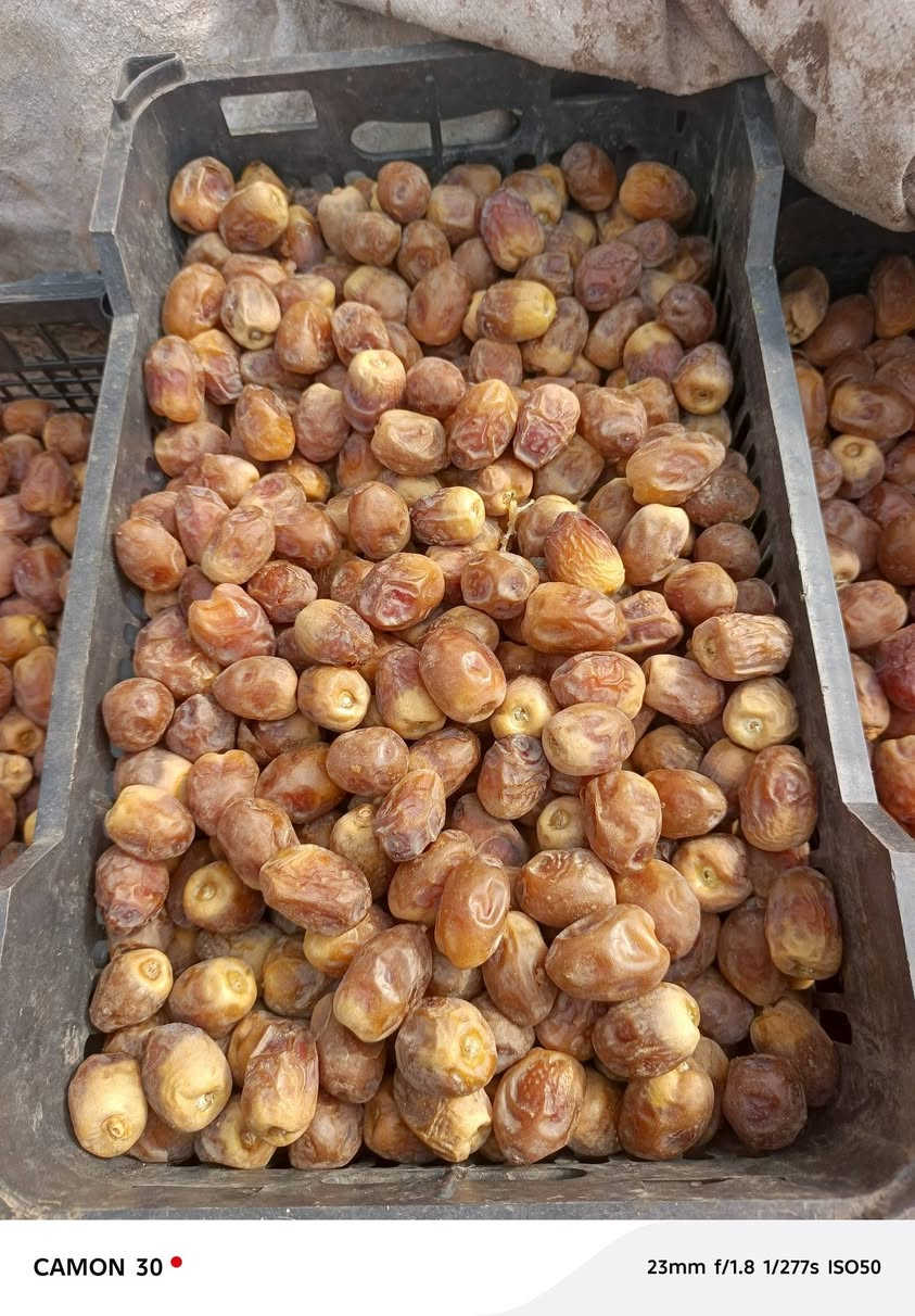 برحي • ناشف • خشن