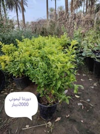 بخور • توصيل • زيتون اسباني
