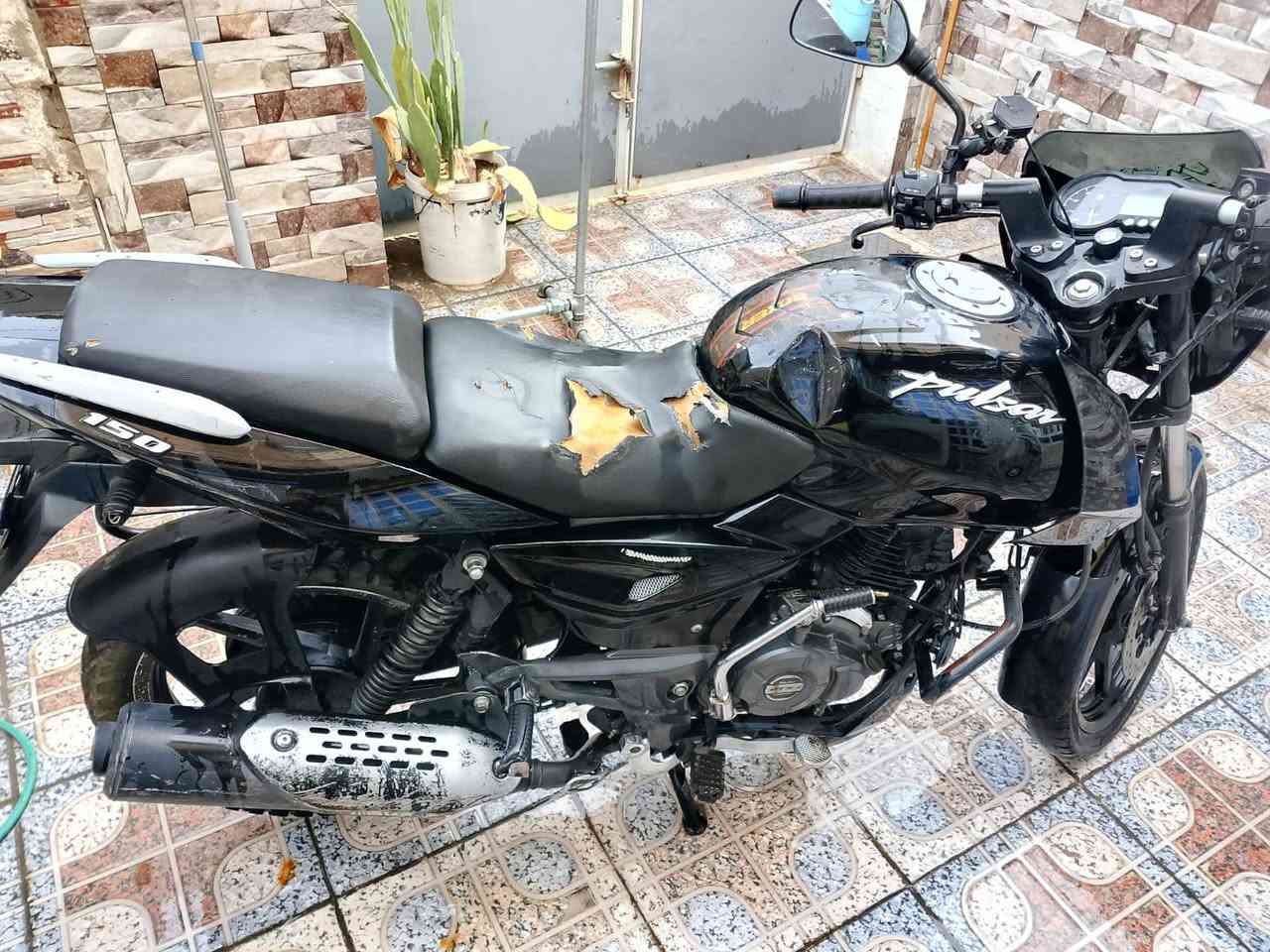 بولسر • ٢٠٢٣ • التاجي