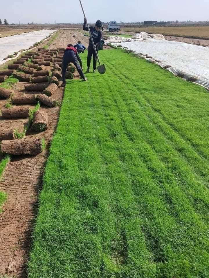 ثيل طبيعي • مشاتل • توصيل كل العراق