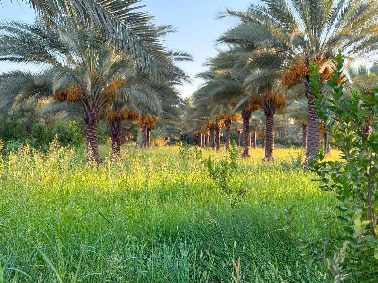 ٤٠ دونم • سند ٢٥ • زراعي