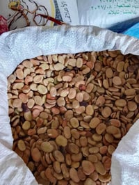 بآجله • هولندية • للبيع
