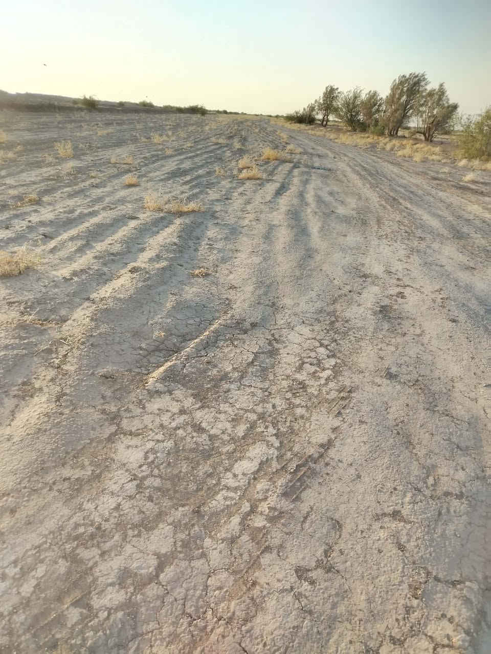 أرض زراعية • للإيجار • ٢٥٠ دونم