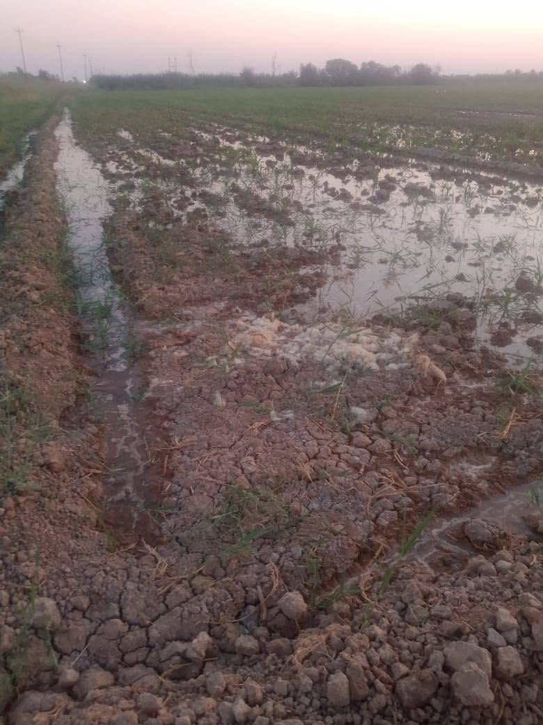 ارض زراعية للبيع عنوان ديالى خان بني سعد حي الرسول ع حولي الحي بصف الحولي عقد 35 قريبة ع قريت ملك مباشرتن بصف الحولي دونمين واجهة 31 نزال 160 استفار اكثر ع الرقم ***********
