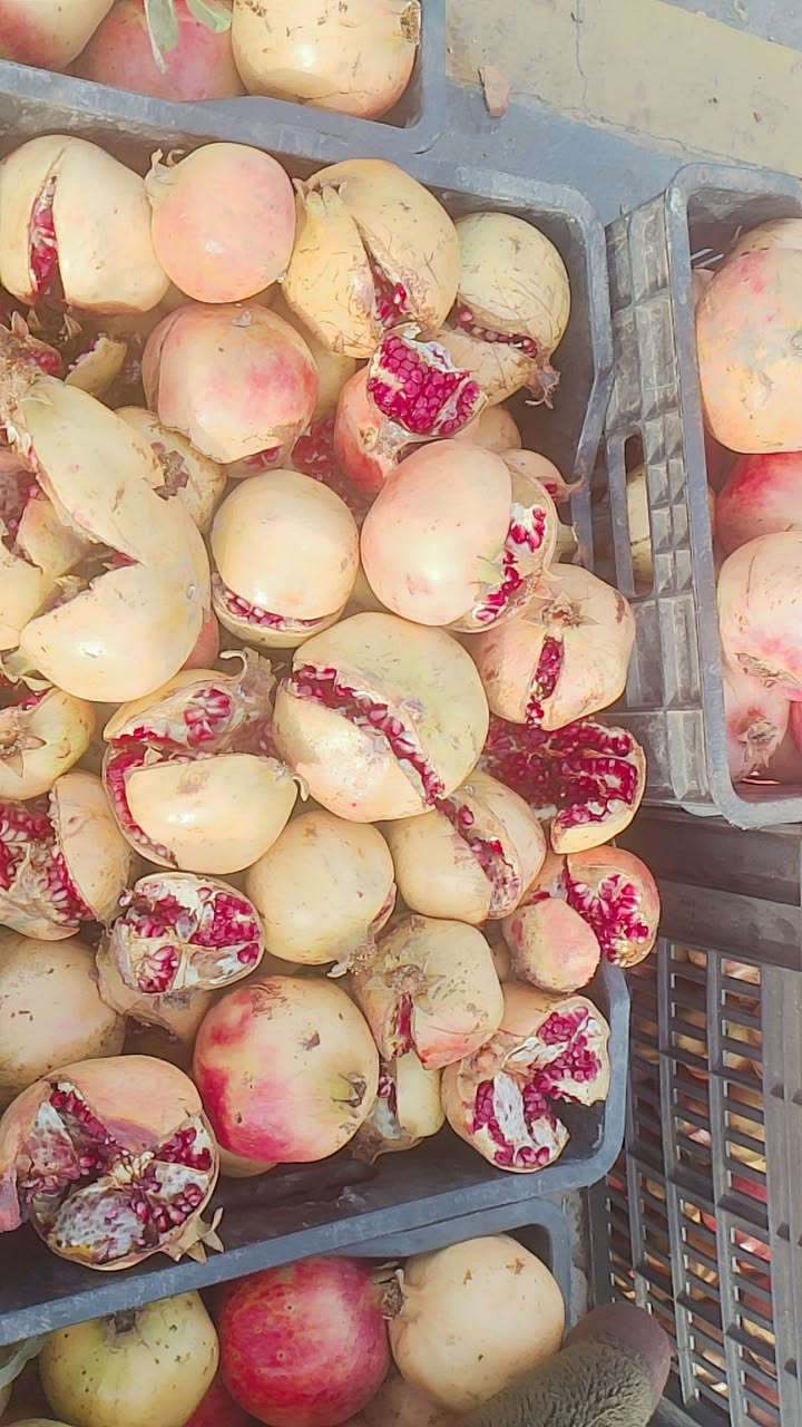 رمان بيشكان • رمان حلو • طير السلام