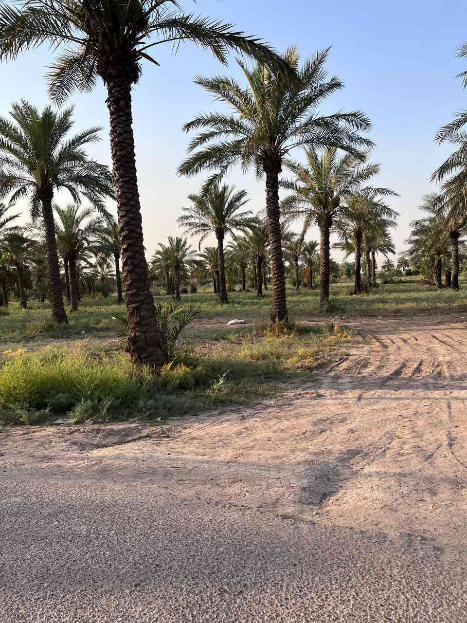 قطعة أرض ٦٠٠ متر الواجهة ١٨ السعر ٩٥
قطعة أرض ٣٠٠ متر الواجهة ٩ السعر ٤٥
البوعيثة قرب بانزيخانة العهد ***********

نص مكتوب في الصور:
- طريق مبلط بعرض 3 متر