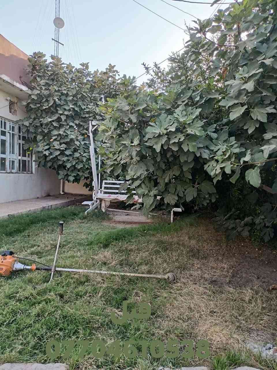سلام عليكم جاهزين لتنضيف وتقليم جميع انواع الشجار وقص الحداي 💚🌴🌳🍊
اتصل ***********

