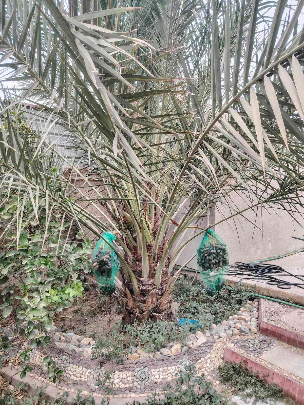 السلام عليكم متاح نخلة للبيع نوع أم البلاليز المكان الطارمية خلف متنزه الطارمية السعر 200 للتواصل ***********
