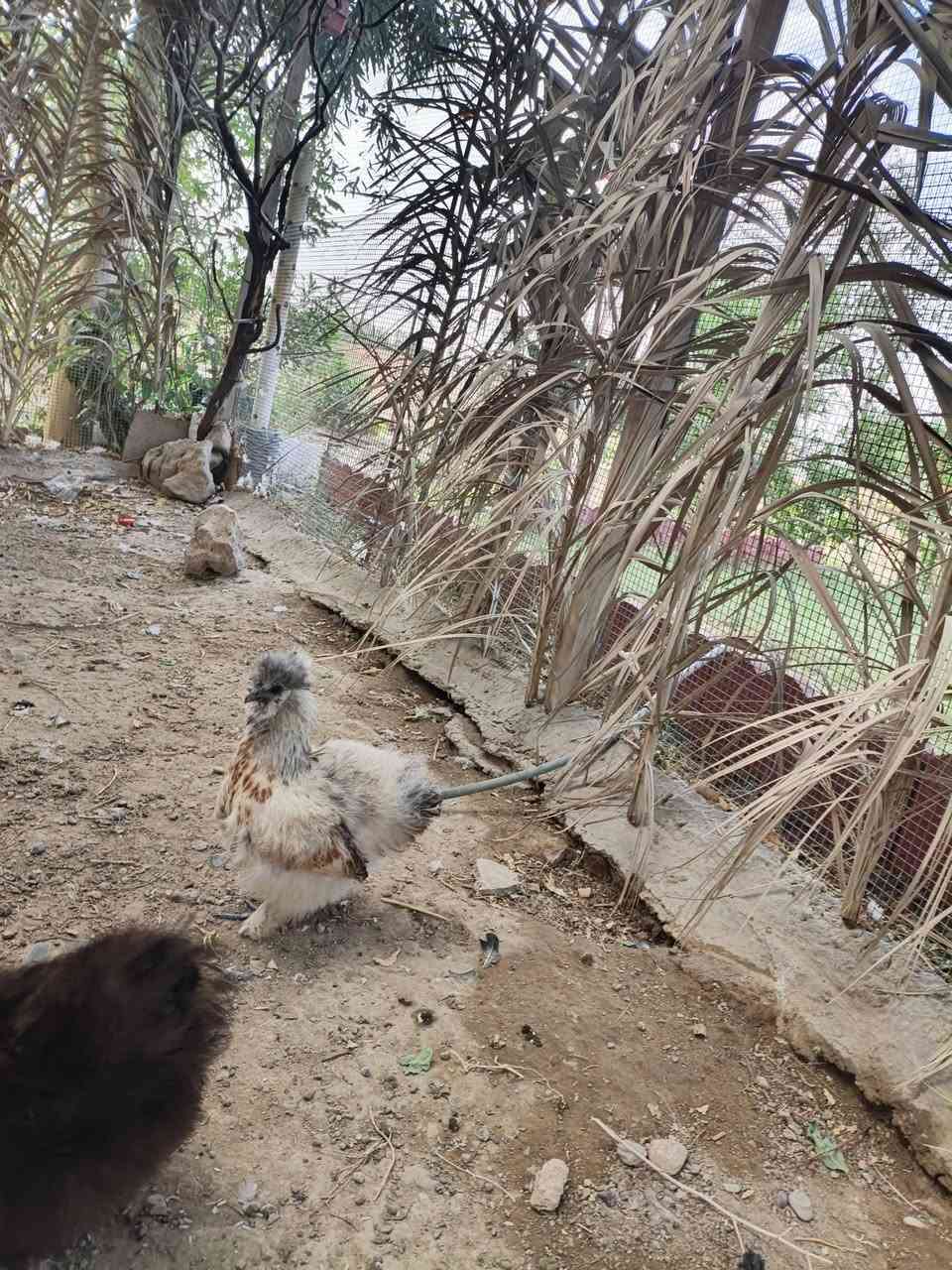 سيت سلكي • بياضه • تكريت القادسيه