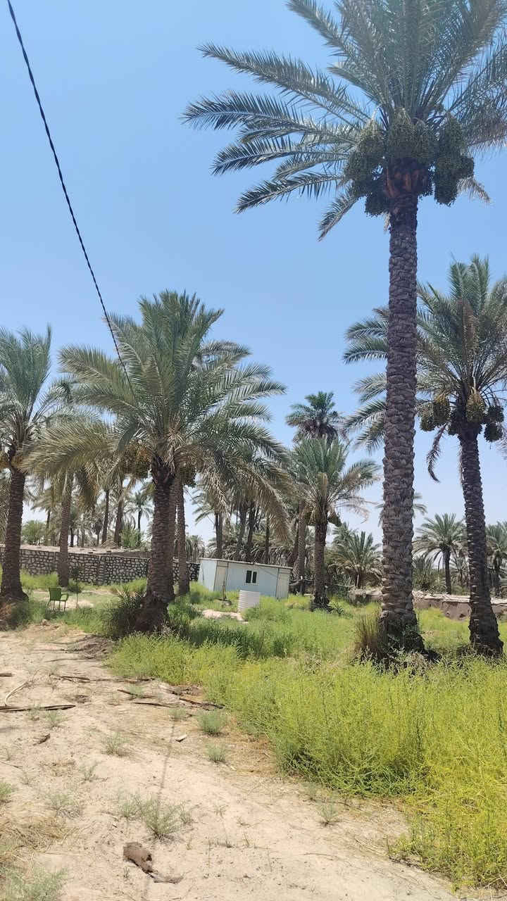 وعليكم السلام
للبيع دونم مساحه ٢٥٠٠
العنوان كربلاء شارع الرابط   شارع ام البنين
منطقه كل الخدمات  ومدارس
لاستفسار اتصل ***********
او تساب ***********
