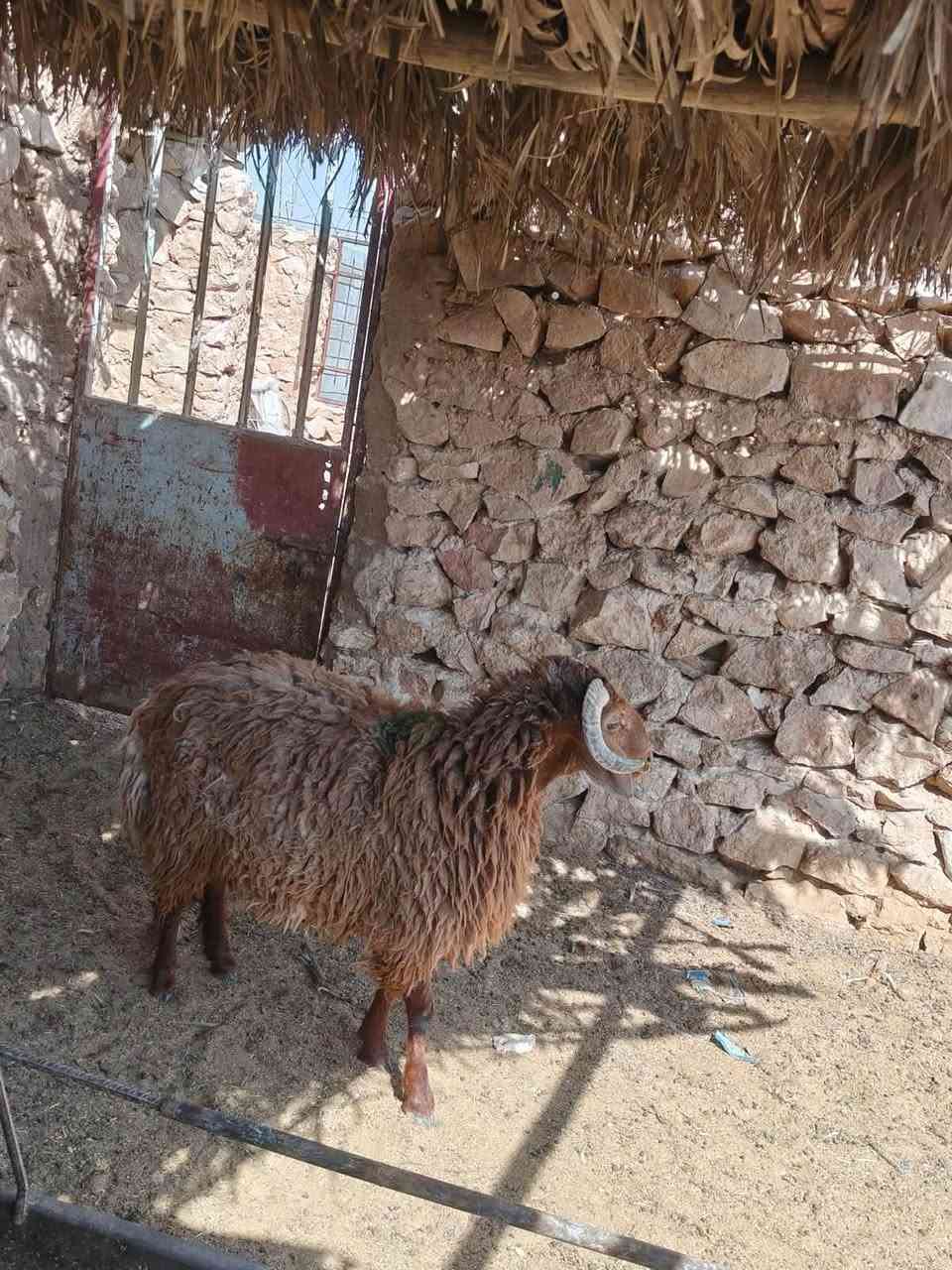 متاح طلي خشنه فول شكه طويله وسمن قفلةلحم وشحم مربوطة عله شعير فحل فول شتريد برهم فحل كصابه كلشي برهم شرط نصاح سعر خاص مكان بروانه سنجك يوجد توصيل حسب لاتفاق ***********
