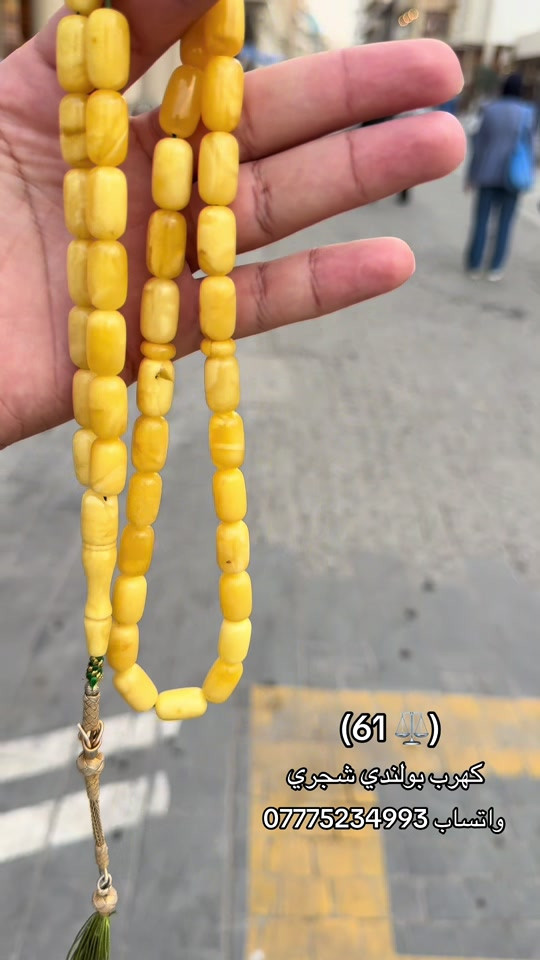 ٦١ • كهرب • بولندي شجري