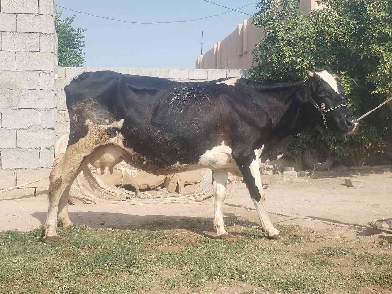 حليب • دسامه • ناحية الزاب