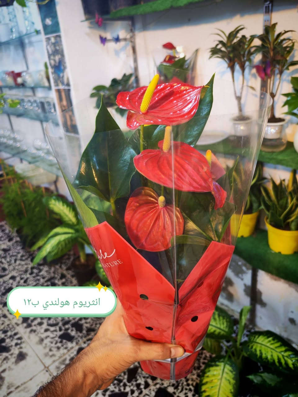 ضليات جديدة • برلايت • حجر ليكا