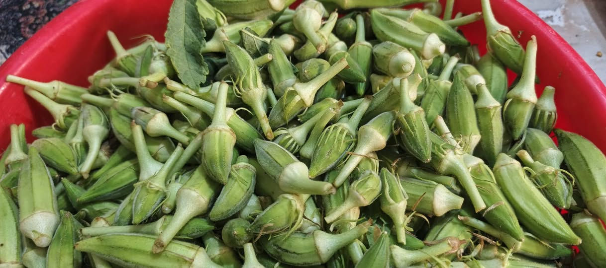 اليوسفية • كفالة • ٤٠يوم