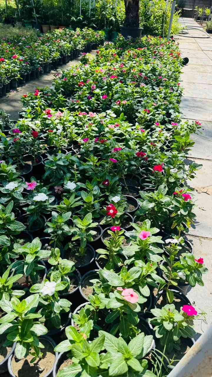 مسـواك جديد بفظل الله 🌹🔥🧑‍🌾
توفر جميع أنواع زرع خارجي داخلي 🌸🌳♥️🔥

عروض جوه سوك لي عليك توصي يوصل طلبك باب بيت 🧑‍🌾

للستفسار ***********
