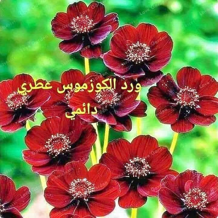 نخيل واشنطونيا • بذور مجد الصباح • ورد الكوزموبس