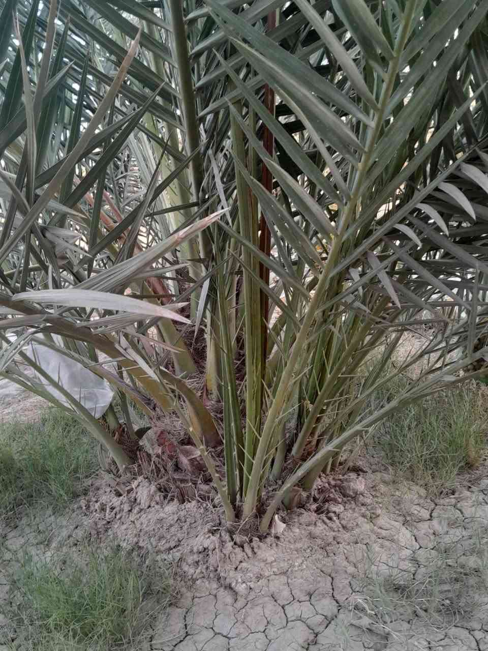 نخل برحي للبيع
***********
