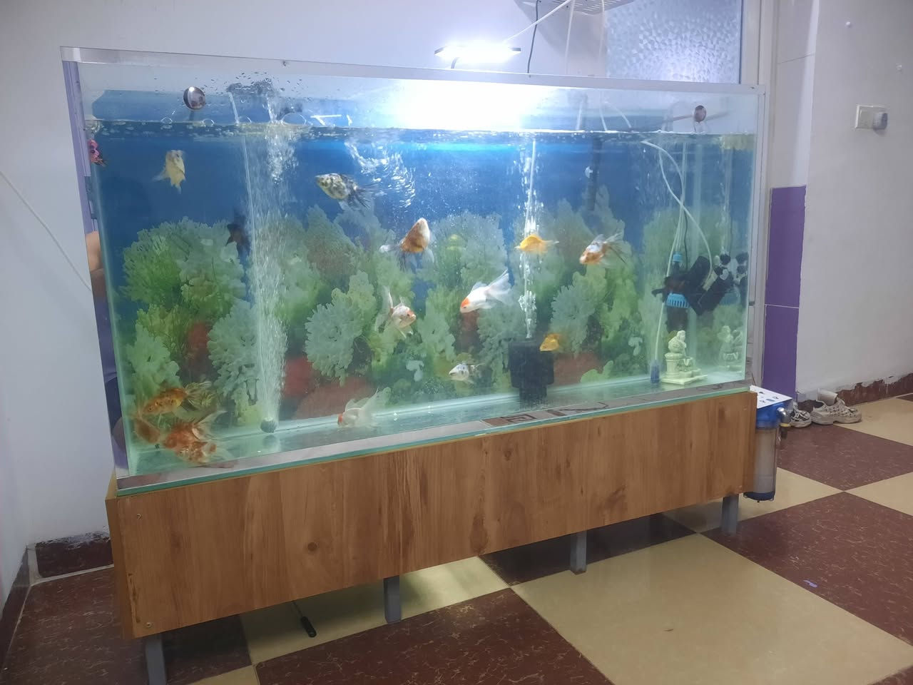 حوض سمج طول متر ونص وارتفاع ٧٨ جام 10 ملم قوي ويا ميز ماله وفلتر خارجي تنضيف يعني هو ينضف ويا 5 سمج هديه للبيع شراي خابر *********** كركوك سعر 125 الف وبي مجال بسيط
